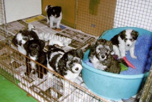 “英国达人”狗家族聚会 拥有中国血统曾为女王献舞
