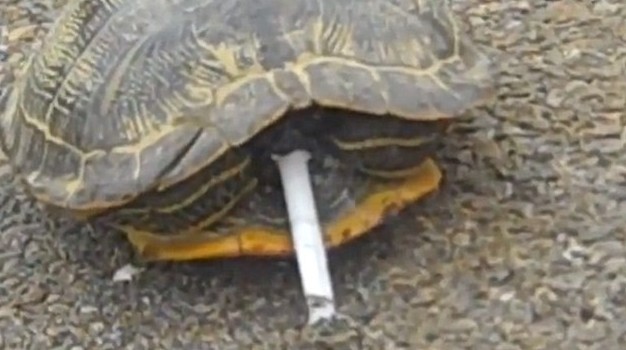 满地找烟头的猎犬、被迫戒烟的猩猩 动物“烟鬼”的滑稽百态