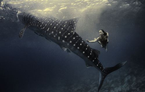 海底视觉盛宴：超模与鲨鱼惊艳共舞