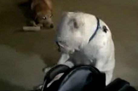 英国失聪斗牛犬随音乐起舞 节奏惊人准确