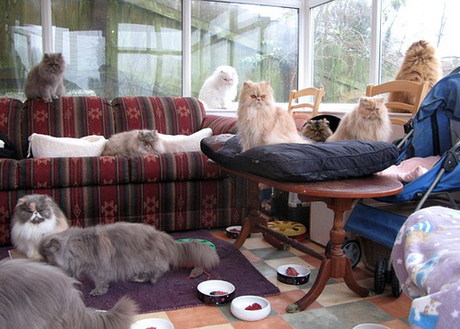 爱猫胜过爱人！英老妪不惜重金养猫致丈夫负气离婚