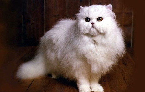 爱猫胜过爱人！英老妪不惜重金养猫致丈夫负气离婚