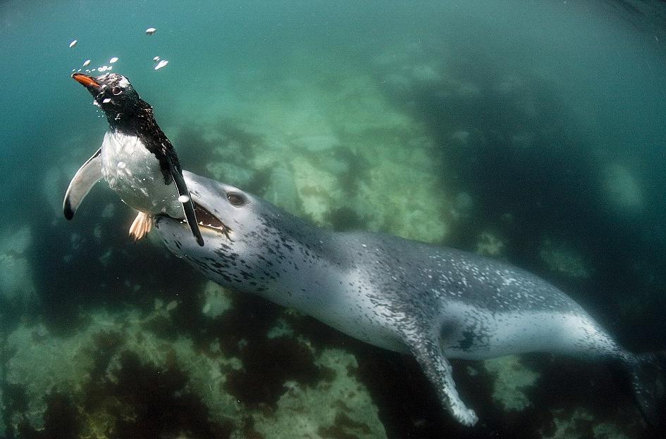 看豹形海豹如何捕食小企鹅