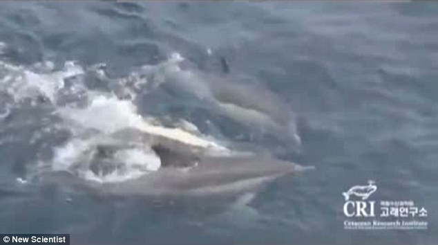 海豚群自发组成救生筏营救垂死同伴 群体协同救助尚属首次
