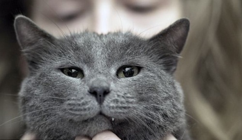 美的是内在:最丑猫现身国际猫咪选美比赛(图)