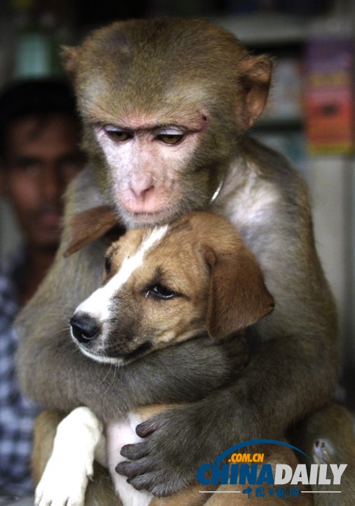 治愈系组图：可爱动物们的跨物种感情