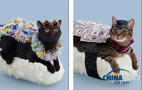 组图：让人垂涎欲滴却不能吃 乖张可爱的猫咪寿司