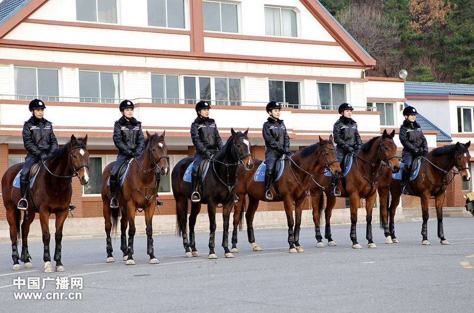 每匹马养护成本2500元/月?探秘大连女骑警训练基地