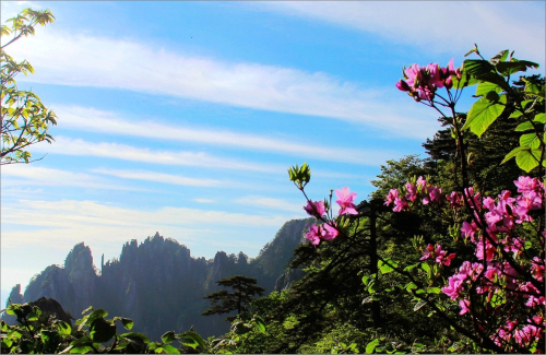 黄山杜鹃:群峰万仞一点红