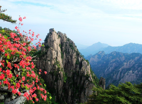黄山杜鹃:群峰万仞一点红
