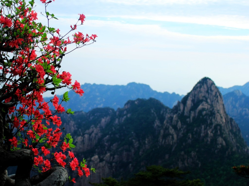 黄山杜鹃:群峰万仞一点红