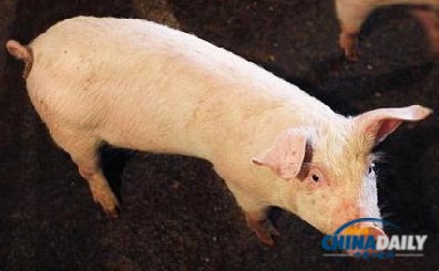 猪流行性腹泻病毒已蔓延美国13州 不会传染人