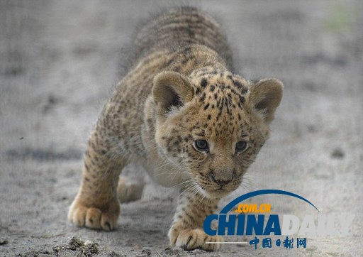 俄罗斯三只狮狮虎降生 好奇宝宝已能探索周围世界