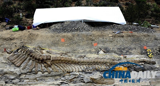 墨西哥沙漠发现罕见恐龙尾巴化石 距今7200万年