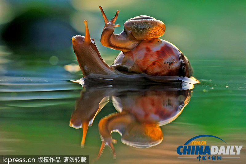 偷懒不分种族 瞧瞧动物界的“搭便车”现象