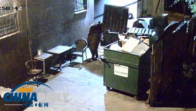 监控实拍美国“熊食客”偷吃餐厅厨余垃圾（组图）
