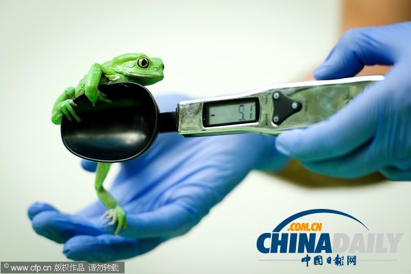 伦敦动物园年度大体检启动 各萌主乖乖“入瓮”（组图）