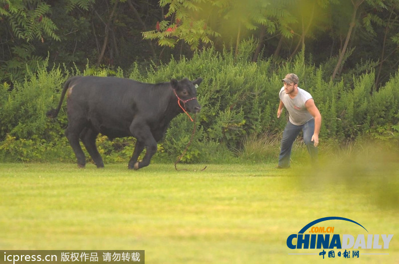 美国农场秀公牛脱缰逃跑撞倒一名男子