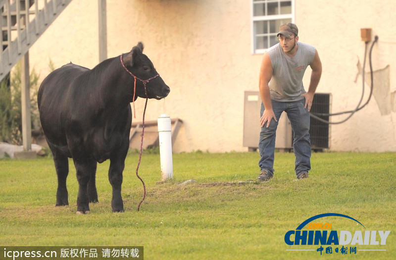 美国农场秀公牛脱缰逃跑撞倒一名男子