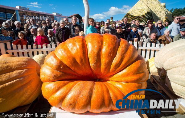 德国南瓜大赛举行 巨型“瓜王”惊呆小伙伴