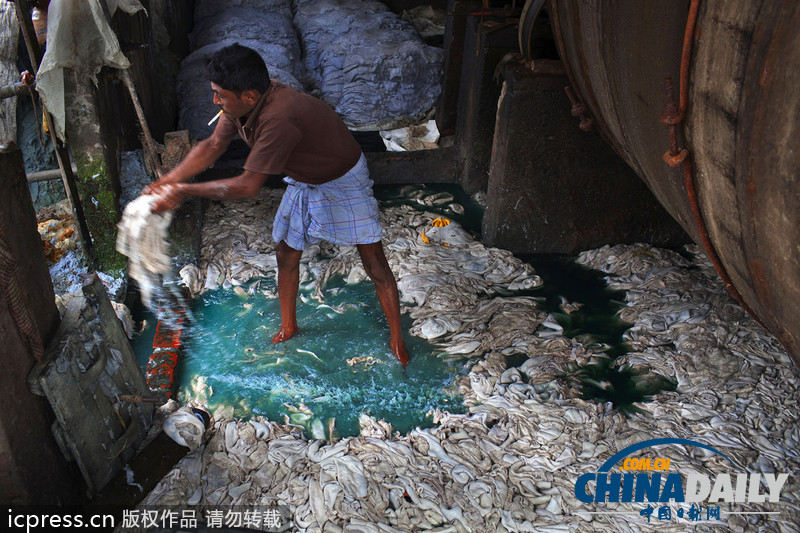 图片故事:孟加拉国人在因造皮革受污染环境中