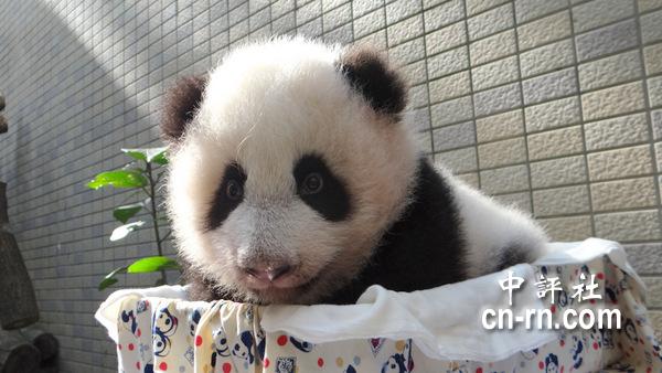 组图：大熊猫宝宝