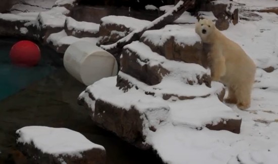 美国遭遇20年最冷冬天 芝加哥北极熊室内“取暖”