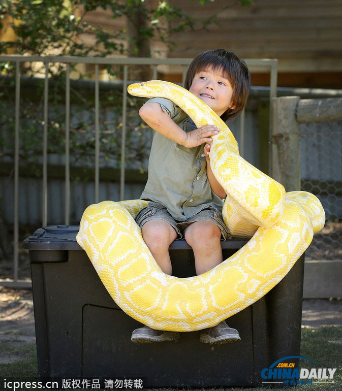 人小胆大!澳大利亚3岁男童与长4米黄金蟒成好友[3]- 中文国际
