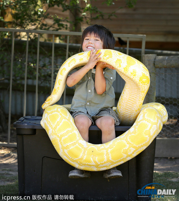 人小胆大！澳大利亚3岁男童与长4米黄金蟒成好友