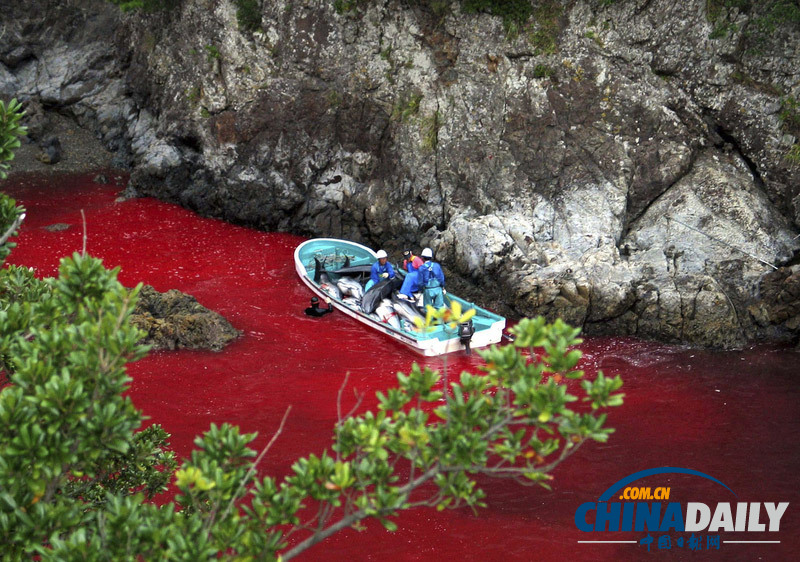 血淋淋的罪恶交易:日本太地町渔民猎杀海豚残