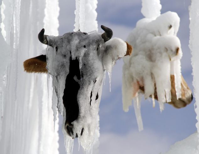 土耳其教授用牛头制作恐怖冰雕呼吁反对校园暴
