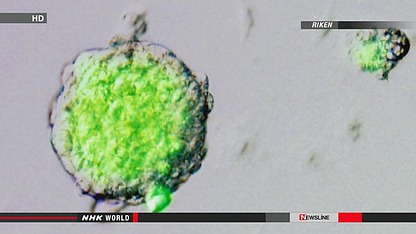 日媒：日本研制出新型万能细胞“STAP细胞”