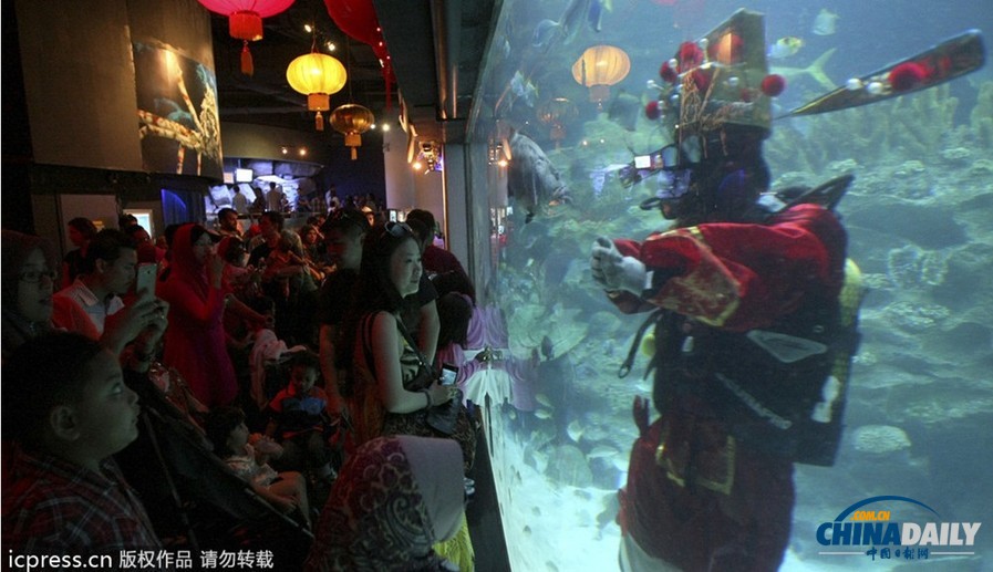 水下舞狮财神拜年 马来西亚一水族馆喜迎中国年