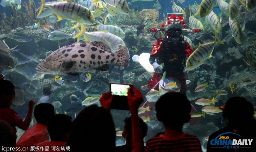 水下舞狮财神拜年 马来西亚一水族馆喜迎中国年