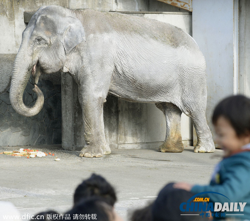 日本最长寿大象迎来67周岁生日