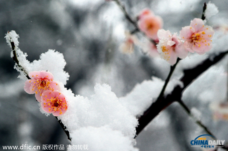 韩国暴雪持续5日 汽车被埋红绿灯遭积雪覆盖