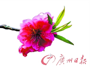春天花会开 在花香中赏小城春天