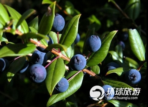 敢不敢来一杯 世界各地诡异饮料大搜罗