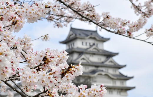 2012日本樱花之旅全攻略