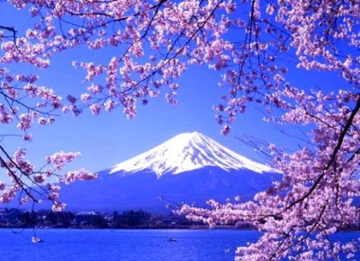 2012日本樱花之旅全攻略