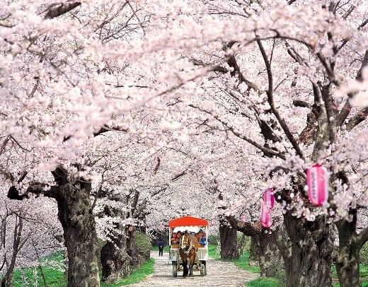 2012日本樱花之旅全攻略