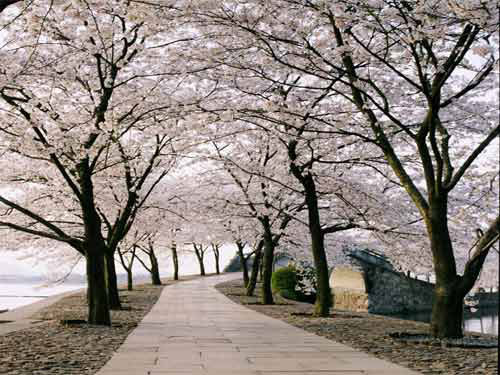又是一年春三月 去日本与樱花浪漫相约