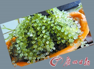 菲律宾“鸟巢”体验自然生态最完好的爱昵岛