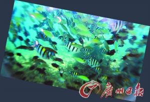 菲律宾“鸟巢”体验自然生态最完好的爱昵岛