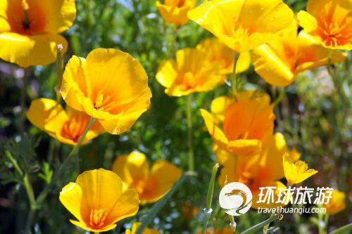 春日赏花攻略：全球十大最美花海推荐