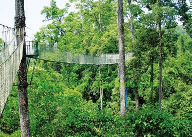 云南西双版纳挡不住的热带风情