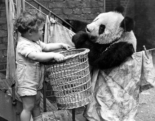 中国大熊猫与英国的故事
