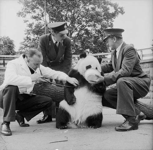 中国大熊猫与英国的故事