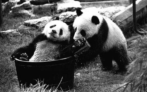 中国大熊猫与英国的故事