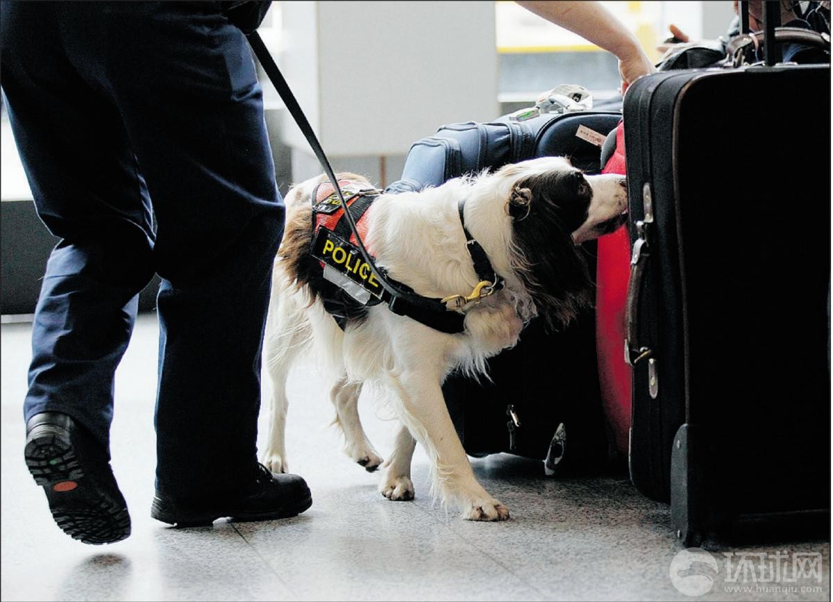 一名警察携带着搜爆犬在机场负责安检工作